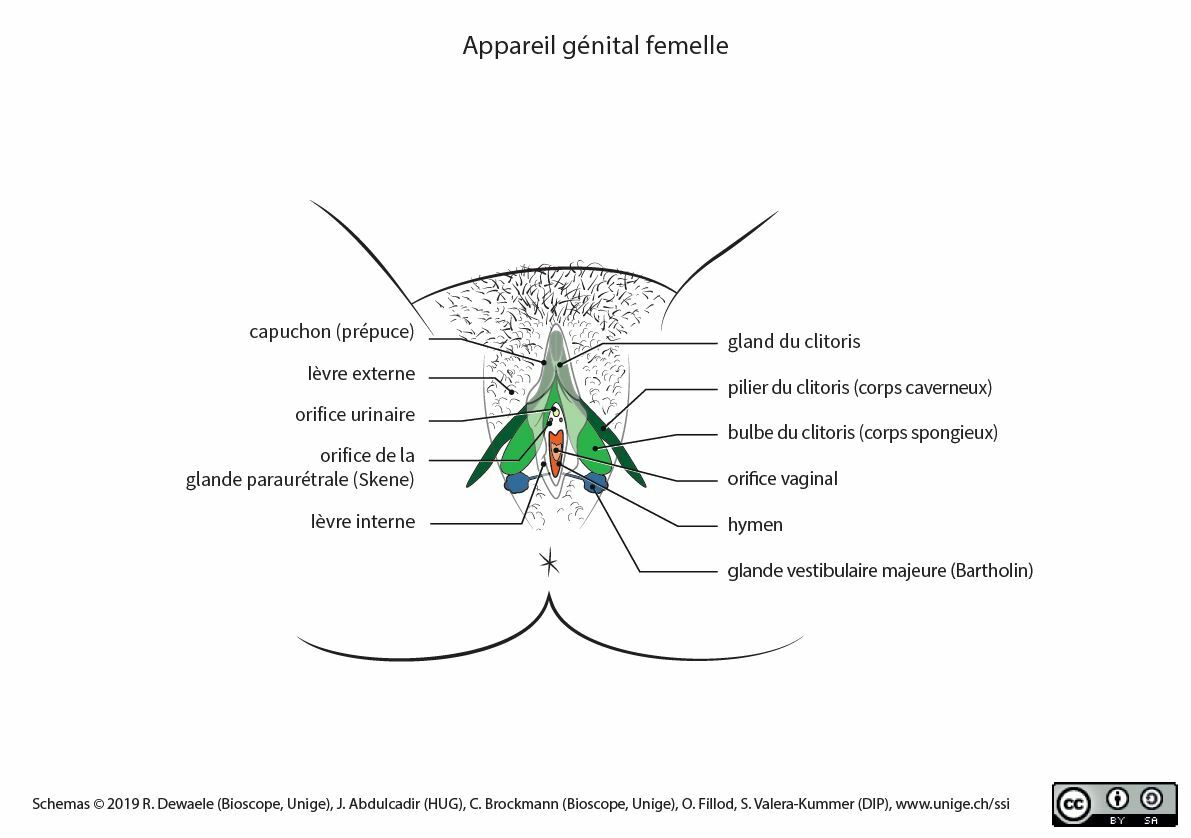 Repr Sentations Anatomiques Des Organes G Nitaux Dans Les Ressources